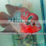 Flowerhorn Fish Farm and Wholesale in Thailand thumbnail-2