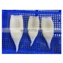 Frozen Peru Squid Tube China Origin for Export Import