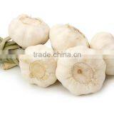 2016FRESH GARLIC thumbnail-6