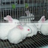 High quality meat rabbit cages for sale
