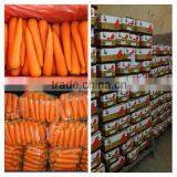 China Fresh Carrot Natural Carrot Manufacturer thumbnail-5