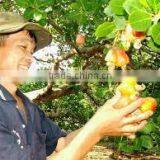 High Quality Vietnam Cashew Kernels Grade WW320, WW450, WS thumbnail-6