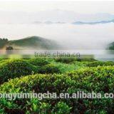 Best Quality and Competitive Price 100% Pure and Natural Organic Green Tea Extract50%-98% thumbnail-4