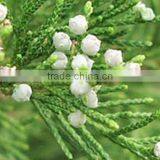 100% Natural & Pure Cedar Wood Oil (China) / Manufacturer / Supplier / Exporter thumbnail-3