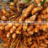 Turmeric / Curcuma Longa Multiple Layer Continuous Type Mesh Belt Dryer thumbnail-6