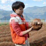 Gluten Free Konjac Lasagne Buy Konjac Chips Konjac Pasta Lasagna Noodles thumbnail-5