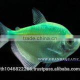 White Skirt Tetras Fish Farm For Sale and Export thumbnail-2