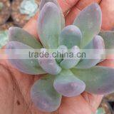 Echeveria Tolimanensis, Succulent Plant Crassula Ariocarpus thumbnail-1