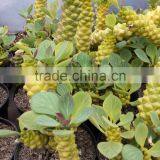 Monadenium Ritchei Ssp. Nyambense Variegata thumbnail-3