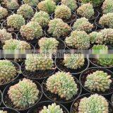 Echeveria Fantasia Crested Plants Echeveria, Succulent Plants, Tropical Plants thumbnail-1