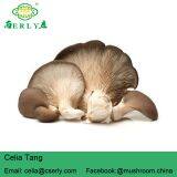 New Arrival High Quality Pleurotus Abalonus thumbnail-2