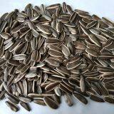 New Crop Sunflower Seed of Type 363 thumbnail-3