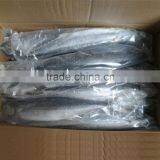 Bestquaility Frozen Fish (frozen Spanish Mackerel )big From Shidao thumbnail-2