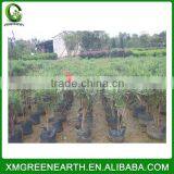 Nerium Indicum Mill Red Flower thumbnail-3