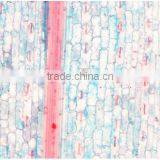 Plant Leaf Slides , Plant Leaft Epidermis Slides ,leaf Slides of Botany,leaf Spidermis Slides thumbnail-2