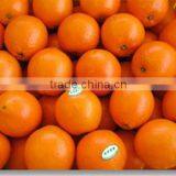 Jiangxi fresh Navel orange