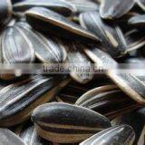 Roasted Sunflower Seeds 5009 With Best Price