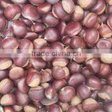 Taian chestnuts china fresh chestnuts for USA