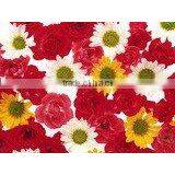 Eco-solvent Photo Paper 220g thumbnail-1