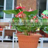 Rome Pot ( Plastic Flower Pot ) thumbnail-1
