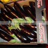 Eggplant thumbnail-1