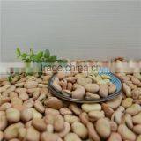 High Quality Broad Beans / Faba Beans / Fava Beans for Canned thumbnail-6