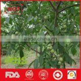 Juglans Regia L. Planted in China thumbnail-2