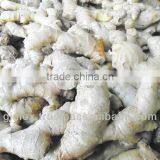 Fresh and Clean Ginger thumbnail-1