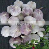 Jining Greenfarm Import And Export Co., Ltd. company overview - view 1 thumbnail