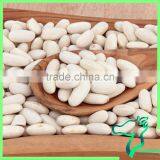 2016 White Beans Long Shape Low Price New Arrival thumbnail-6