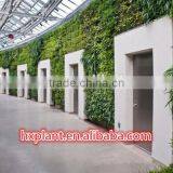 Artificial Green Wall for Office /hotel/home Decoration thumbnail-5