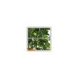 Factory Hot Sale Green Artificial Money Tree Make Cheap Outdoor Large Money Tree thumbnail-6