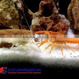 Wholesale Aquarium Shrimp thumbnail-1
