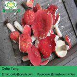 Manufacture Cancer Cure Herbs Red Mushroom thumbnail-3