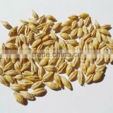 barley (conventional or organic)
