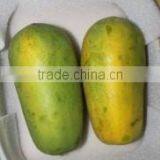 Organic Fresh Papaya thumbnail-1