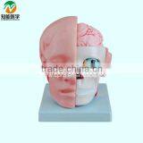 The Head Anatomy With the Cerebral Artery Model BIX-A1042 thumbnail-1