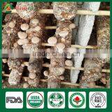 Shiitake Mushroom Frozen,Shiitake Mushroom Kit,Shiitake Production thumbnail-5