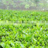 Moc Chau Son La OP Green Tea thumbnail-3