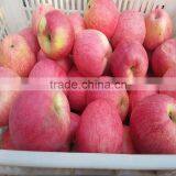 High Quality Fresh Apple Fruit Fresh Qinguan Apple thumbnail-4