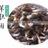 Dried Morchella Esculenta Made in China thumbnail-3