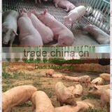 Pig Pen Use Rion Slat Floors for Piglets, Composite Pig House Floor