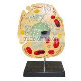Animal Cell Anatomical Biological Model Teaching Aids thumbnail-2