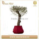 2017 Eco-friendly Gardening Planter Bag Grow Bag thumbnail-4