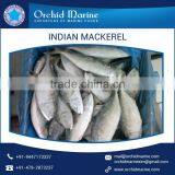 Excellent Taste Fully Fresh Frozen Indian Mackerel Fish Trader thumbnail-3