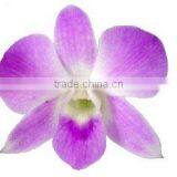 D-013 : DENDROBIUM SAKURA ORCHID thumbnail-1