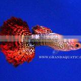 Guppy Fish / Ornamental Fish Exporter thumbnail-5