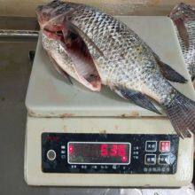 Tilapia Whole Round 300-500/500-800/800+ thumbnail-1