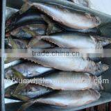 Frozen Chinese Pacific Mackerel