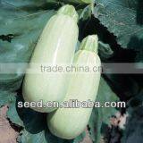 White Baby White Lebanese Type Oval Shape Squash Seeds